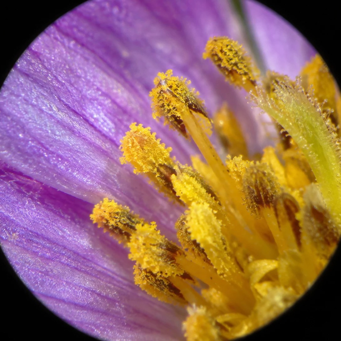 El interior de una flor morada con sus estambres cubiertos de polen, visto con el microscopio MicroKids