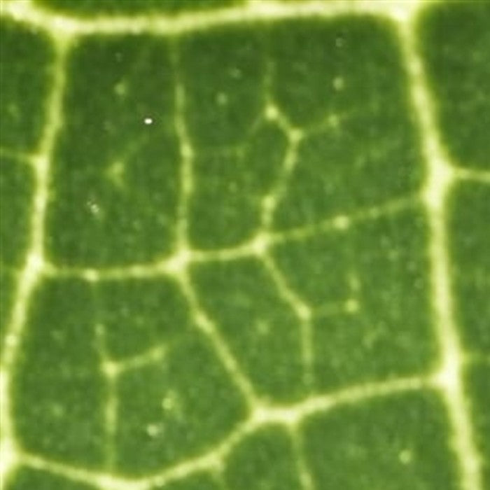 Las venas de una hoja vistas con el microscopio MicroKids